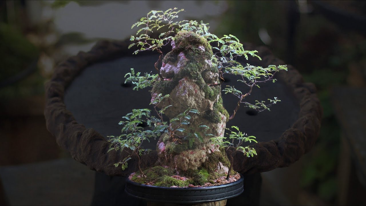 Um Vaso para Schwarzenegger (Meus vasos para Bonsai) vídeo 62