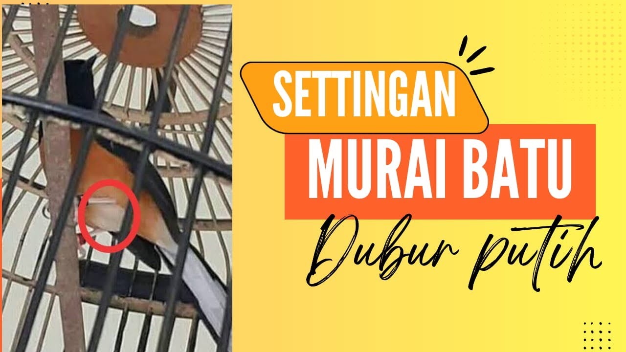 Settingan Murai Batu Dubur Putih, dan Karakteristik nya ‼️