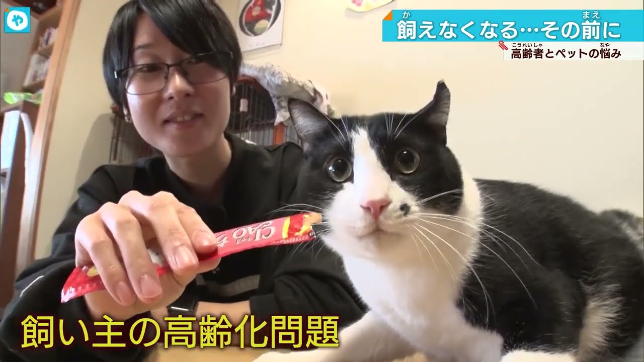 のら猫たちを守る大阪のボランティアに密着　失われる命、どう減らす？