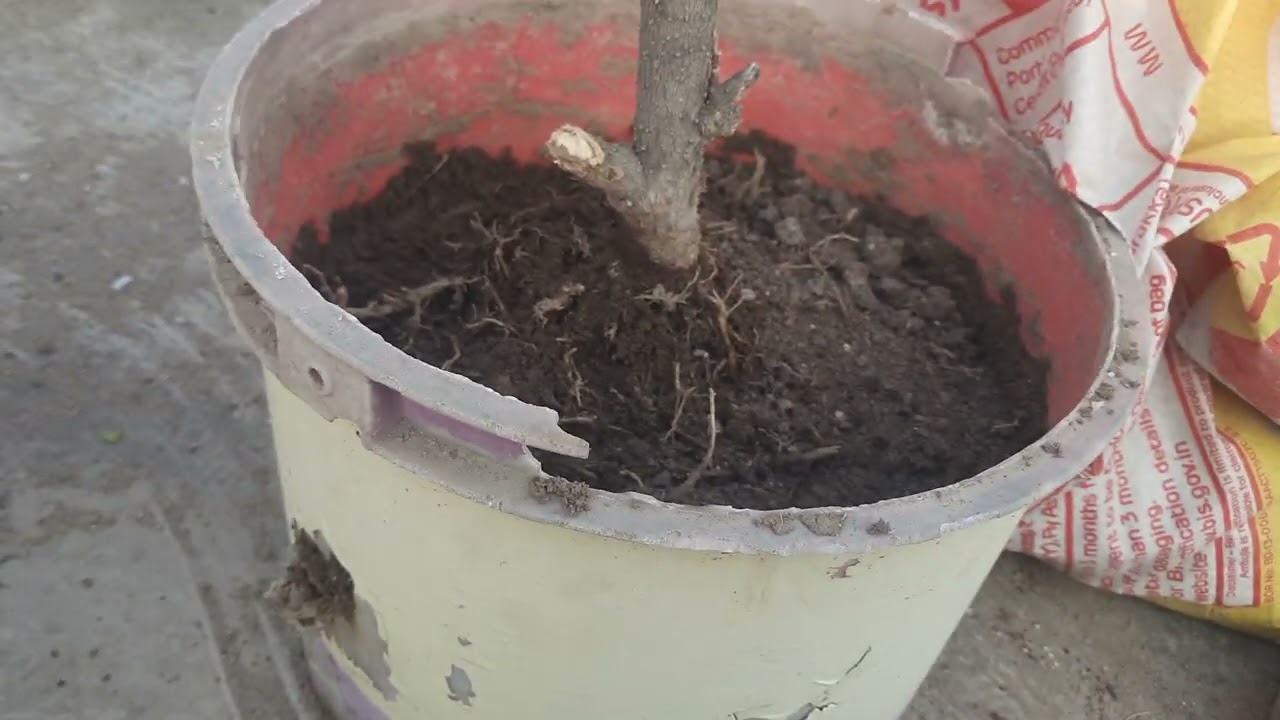 नर्सरी वाला खाद घर पर बना कर  गुड़हल पर डालो और  भरपुर फुल पाओ🌺
