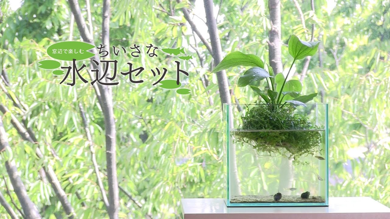 [ADAview] ちいさな水辺セット2014
