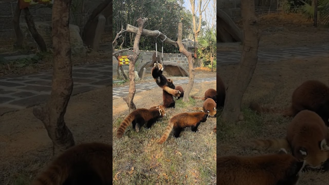 Red Panda  kungfu  #redpanda #cutepanda #panda #cute #zoo