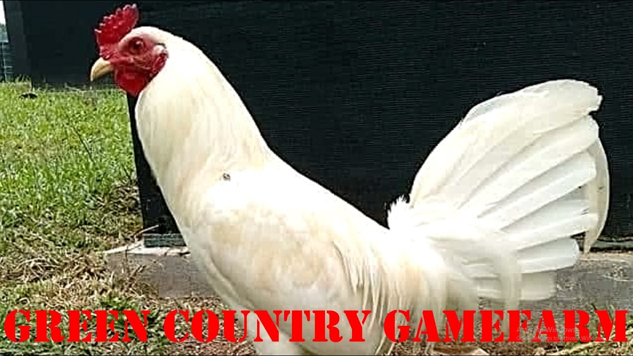 Lets Visit The Farm Of Green Country Gamefarm