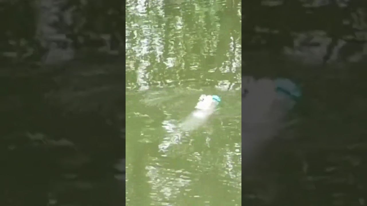 mancing pake botol sangat asik #shorts #mancing_ikan_belanak #pake_botol