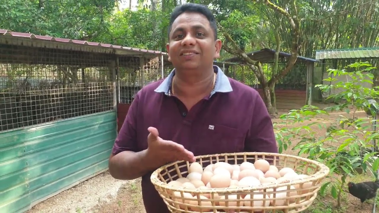 🐓 🐓 🐓 ඇතිකරමු ...❤❤❤❤❤