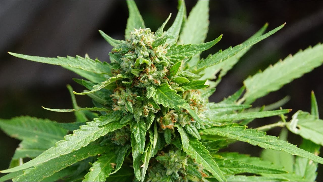 OUTDOOR MARIJUANA GROW | COMPLETE WHITE WIDOW GROW GUIDE