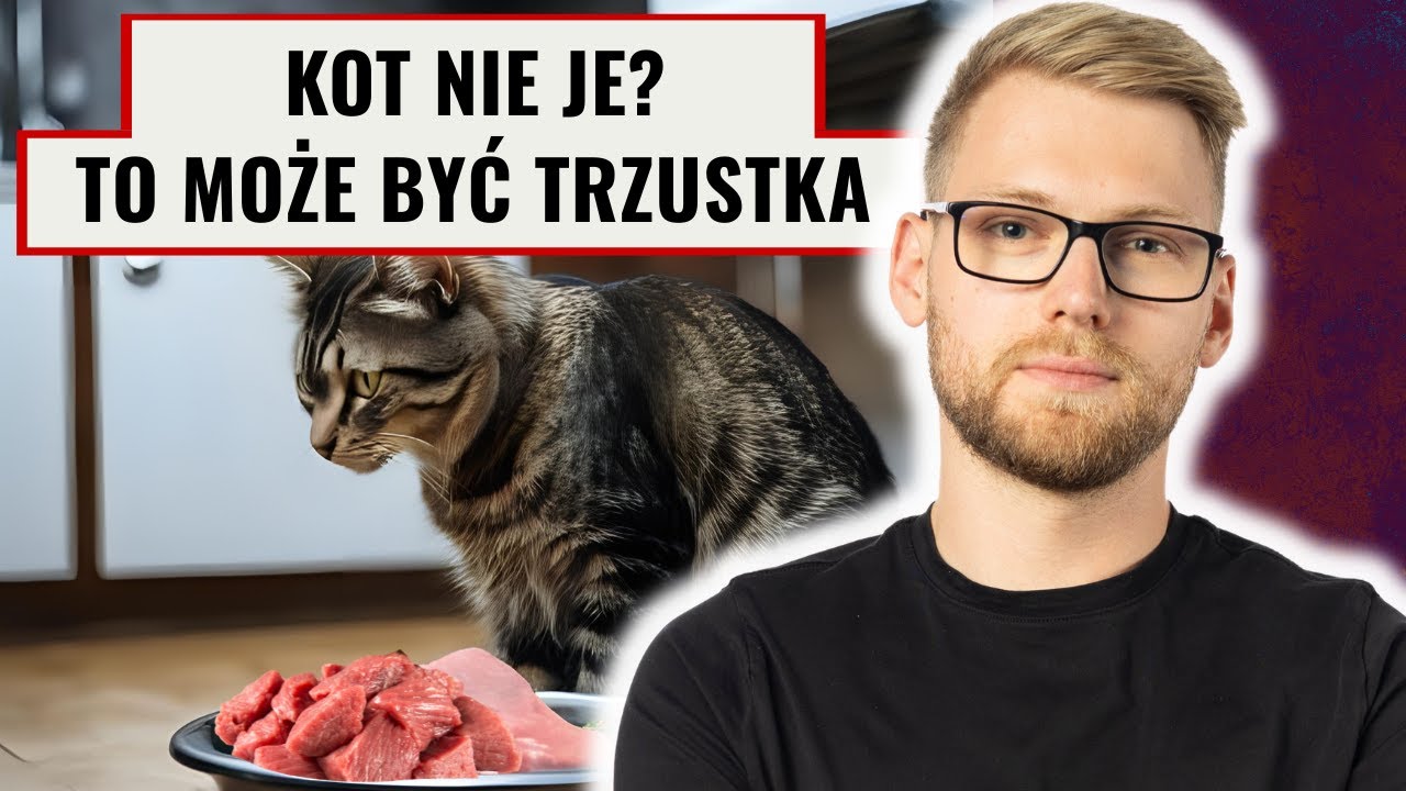 Zapalenie trzustki u kota – objawy, leczenie i dieta