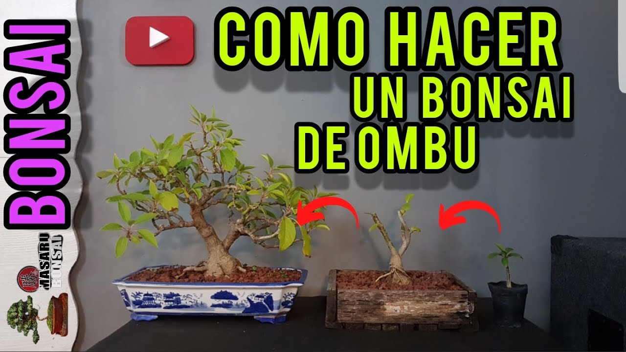 COMO EMPEZAR UN BONSAI -de OMBU DESDE SEMILLA LOS PASOS A SEGUIR