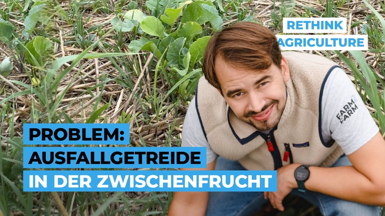 Problem: Ausfallgetreide in der Zwischenfrucht