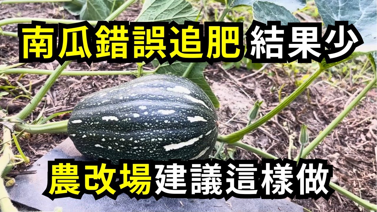 南瓜追肥要注意什麼?避免結果少、晚開花和落花落果的追肥方法| 阿星種植