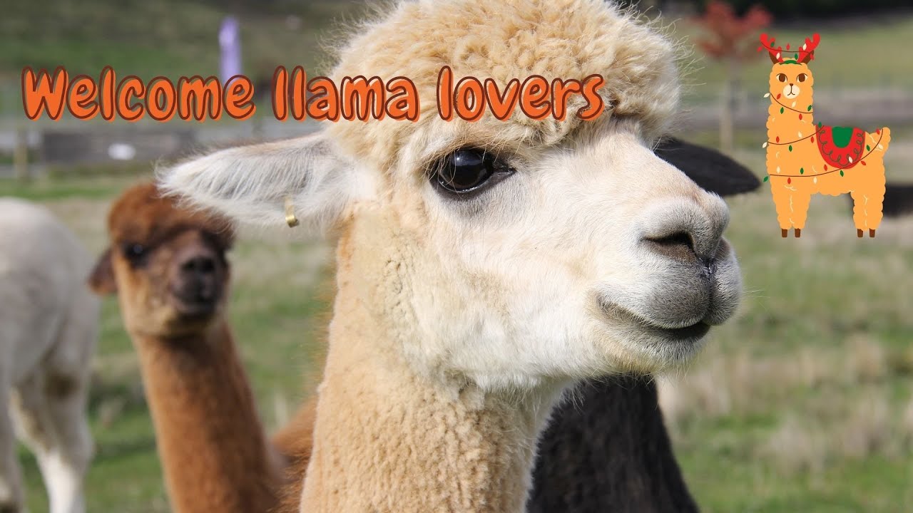 Funny llamas in wild eating 2021 🦙🦙🦙