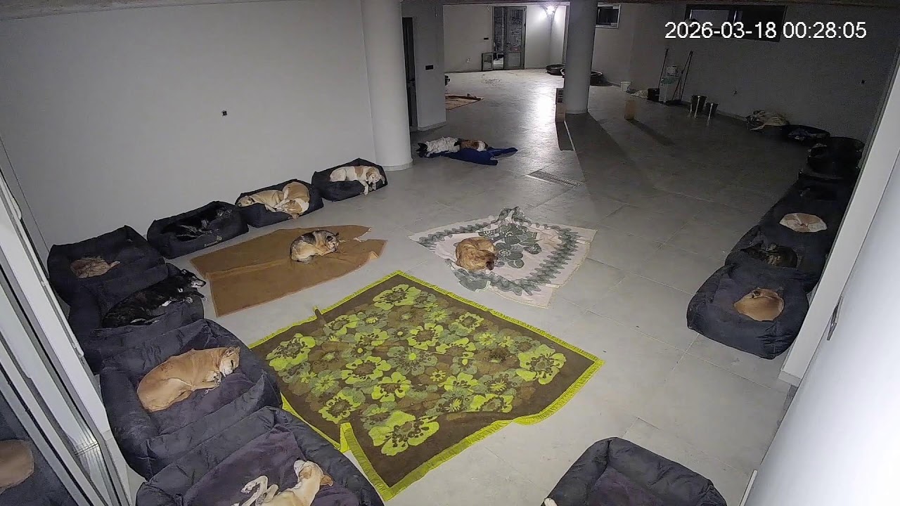 Live streaming from the shelter every night at   21 : 00  !