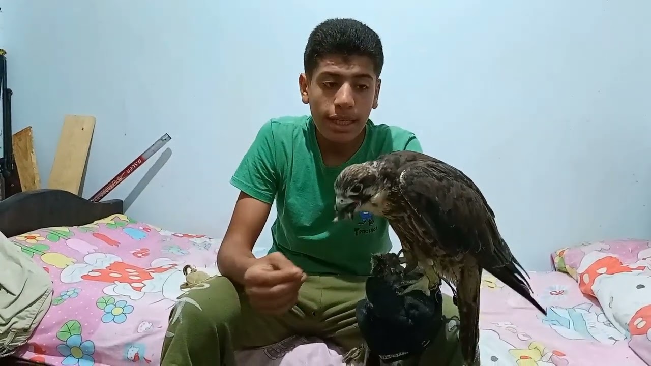 اهم معلومات عن صقر الوكري ( lanner.falcon)