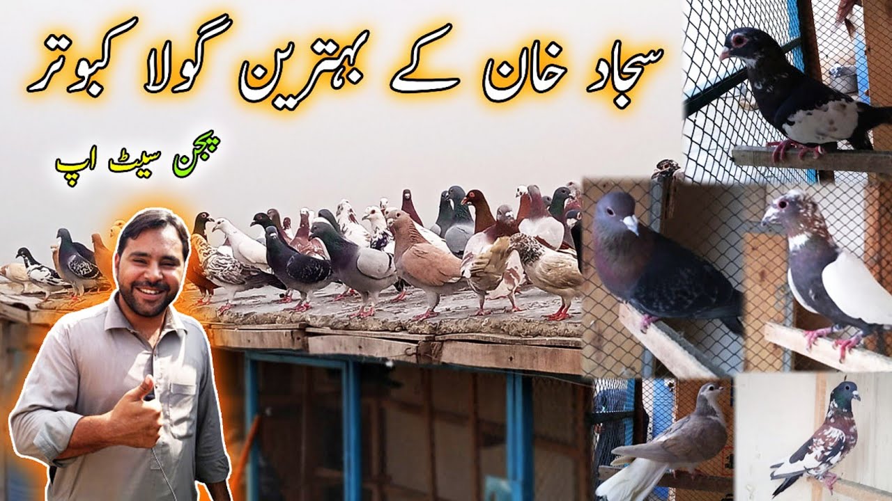 Sajjad Khan ka Behtareen Gola Kabootar - Pigeon Setup