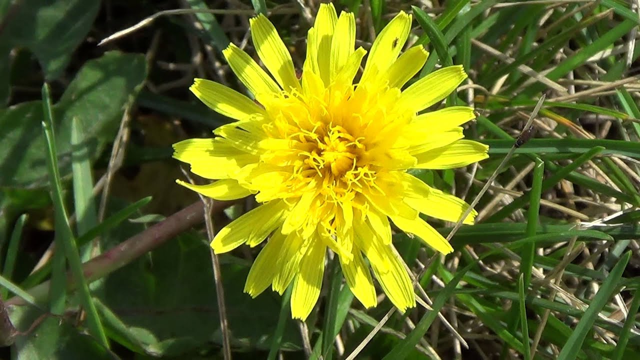 My Sony HDR-CX290 Camcorder. Dandelion.