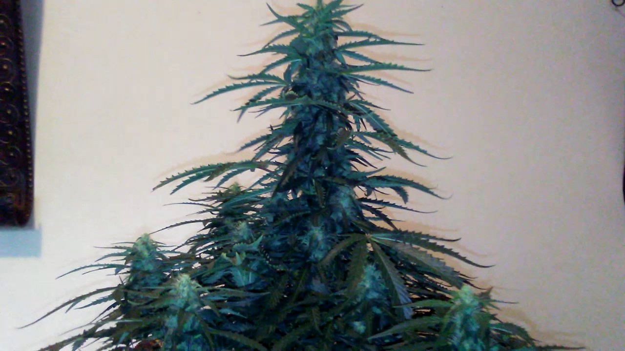 Ak47 day 40 from seed