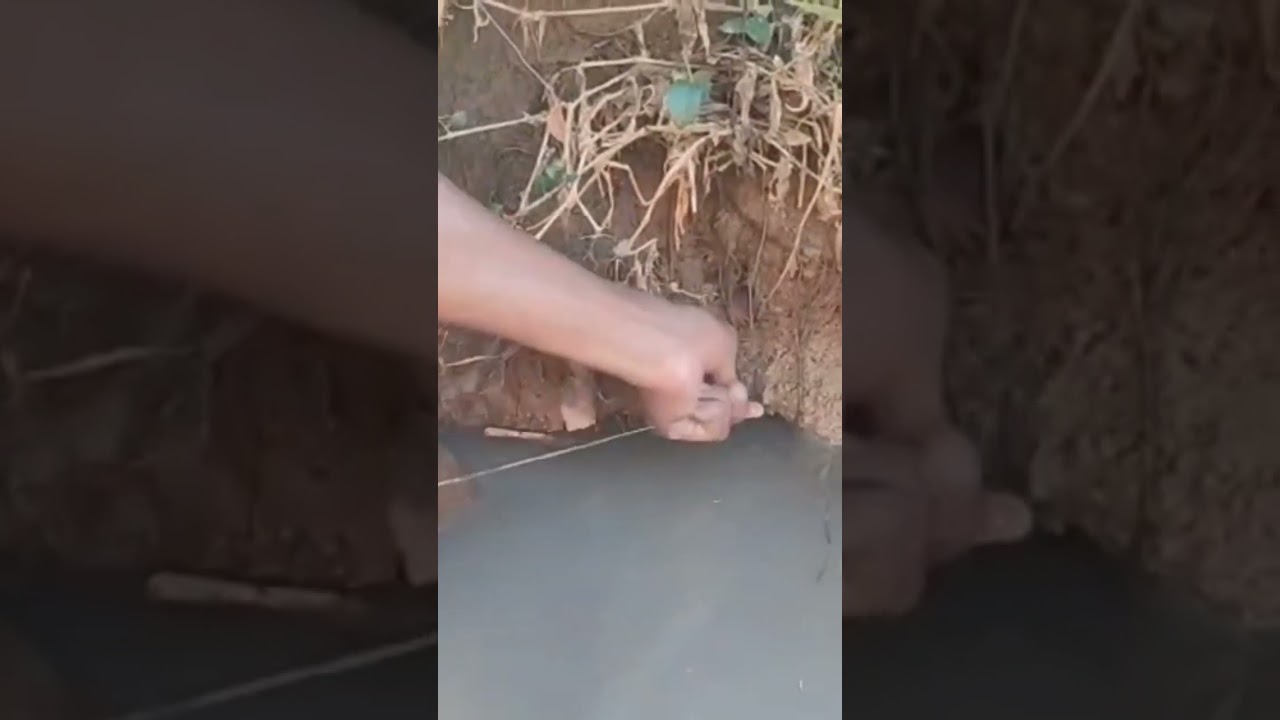 #fish#fishing#Asian swamp eel Fish- ।Big Eel catching from deep hole