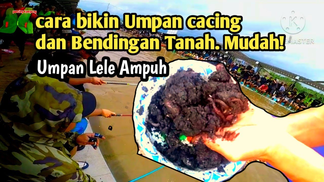 Mudah! Cara meracik cacing dan bendingan tanah umpan ikan lele jitu