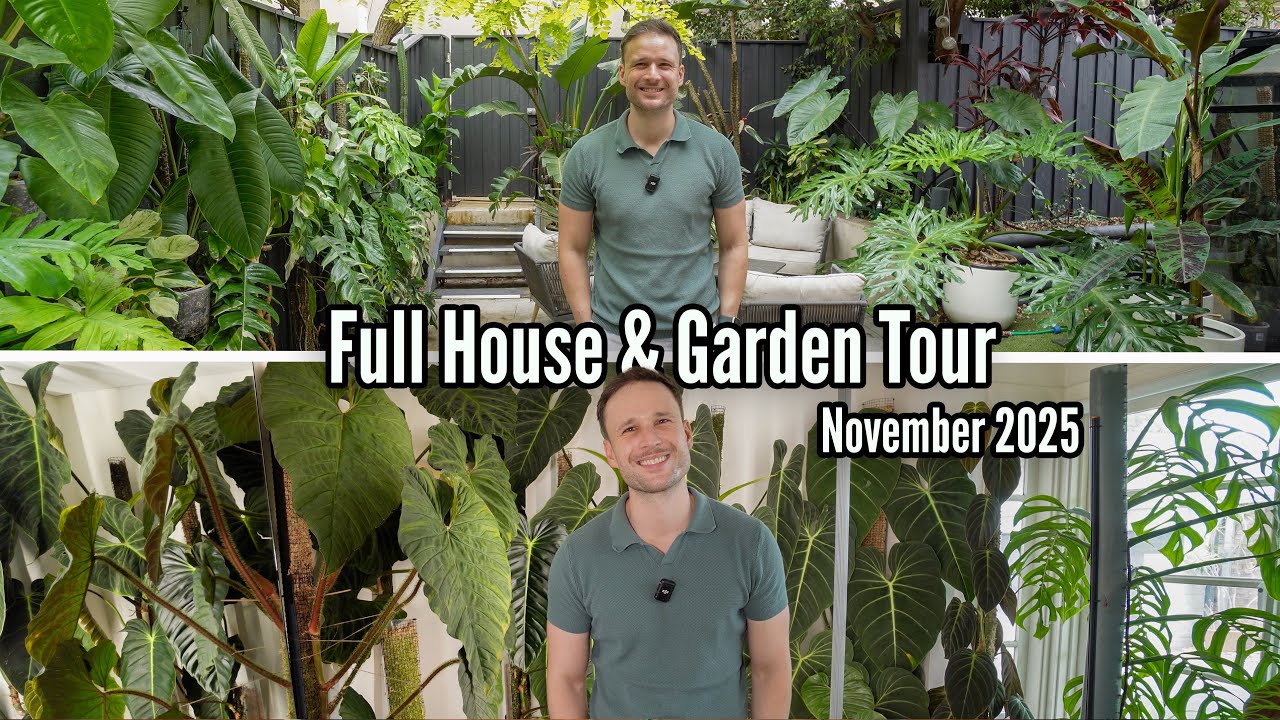 A Tour of ALL my Plants (200+ Plants in a Rental)