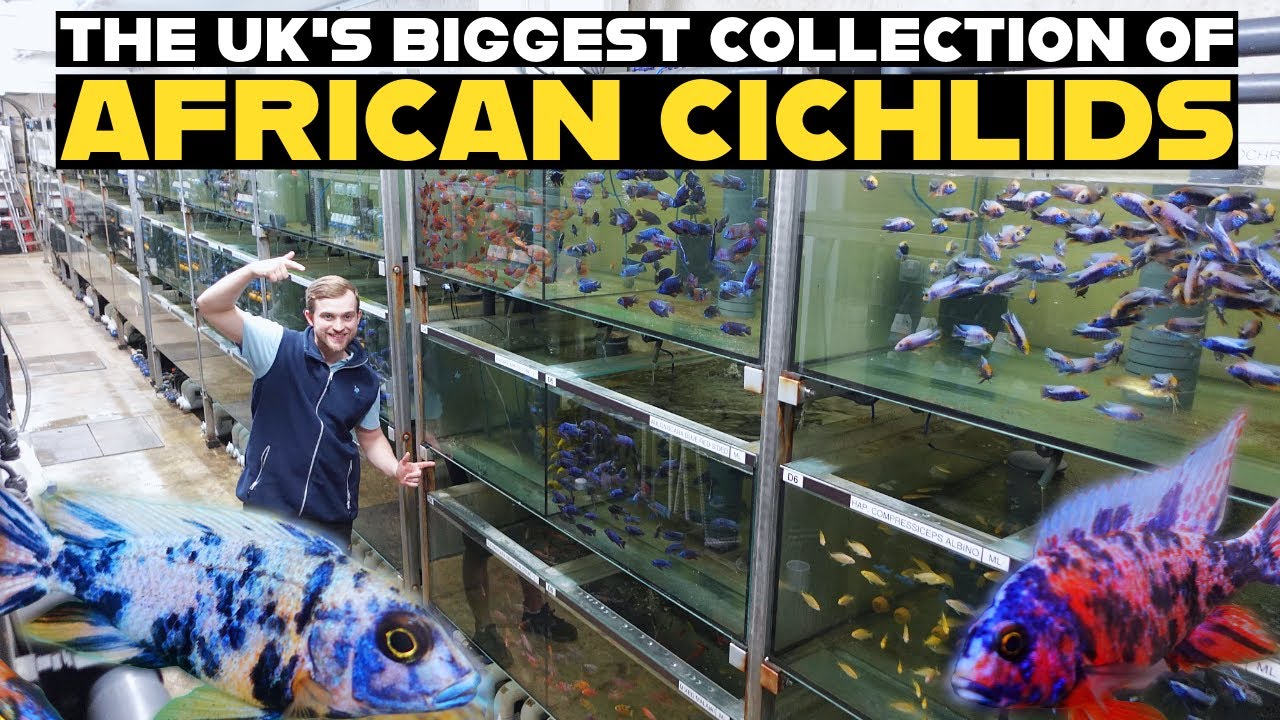 INCREDIBLE AFRICAN CICHLID WHOLESALER TOUR