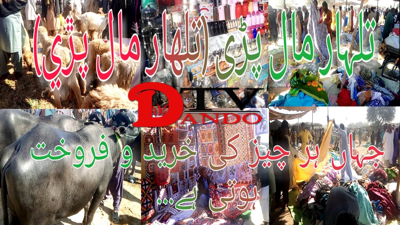 Talhar Mall Piri || Talhar Bakra Mandi || Talhar Maweshi Mandi || Vlog || Dando Tv