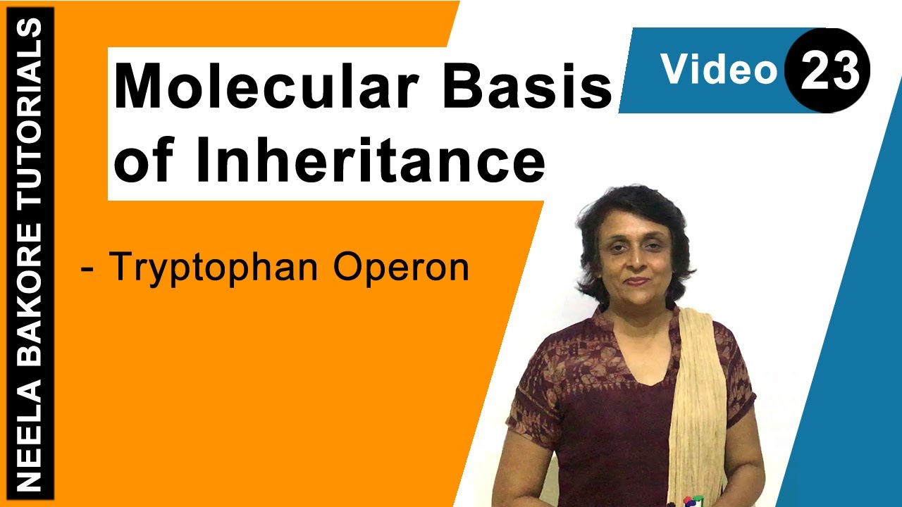 Molecular Basis of Inheritance | NEET | Tryptophan Operon | Neela Bakore Tutorials