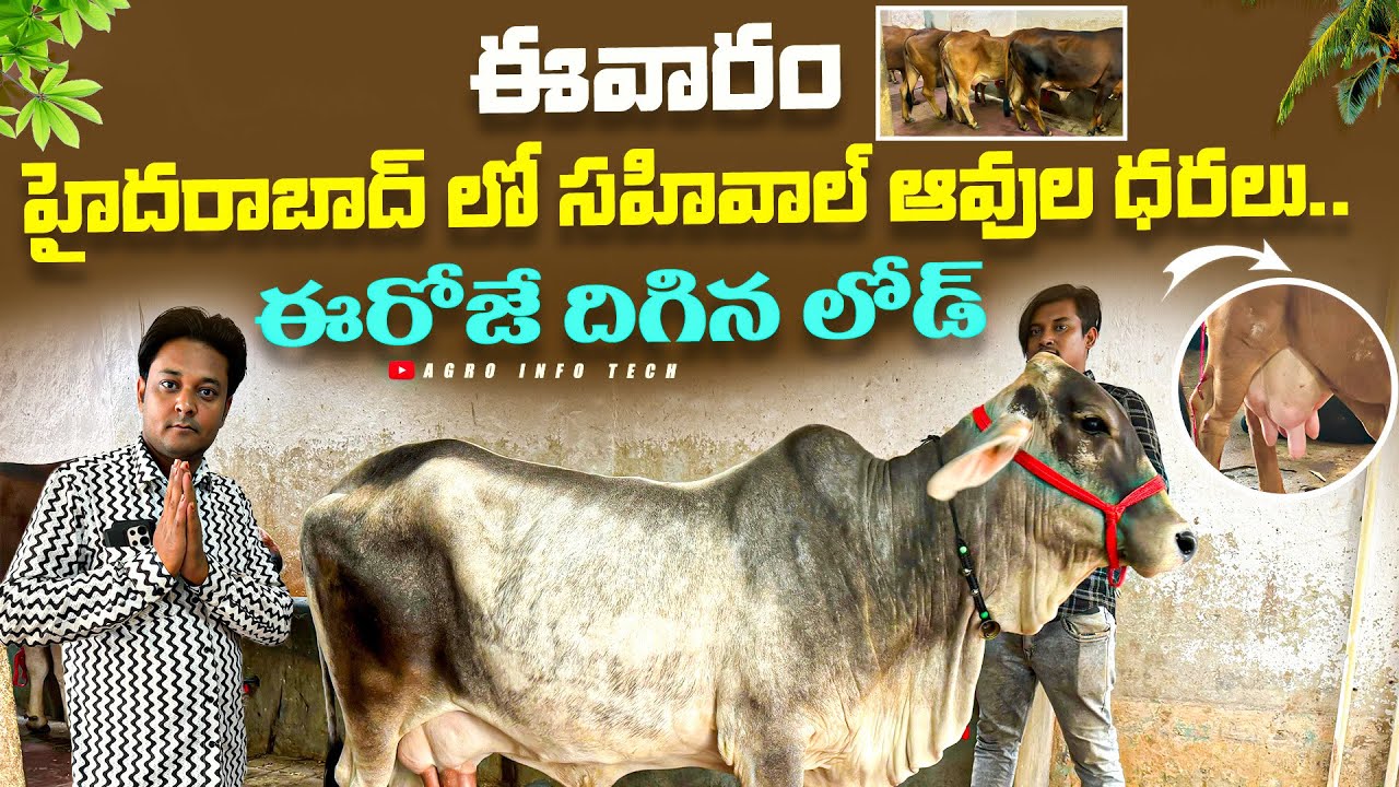 ఈవారం హైదరాబాద్ లో సహివాల్ ఆవుల ధరలు..|| Sahiwal Cows price in Hyderabad