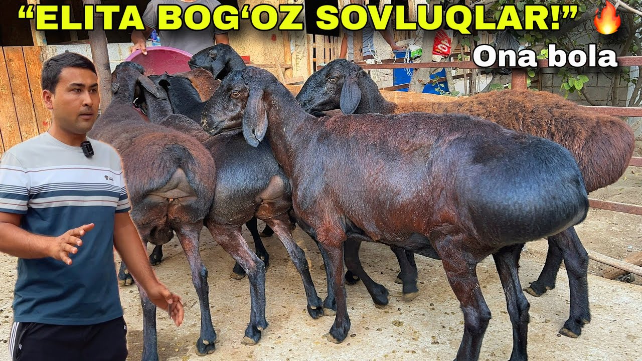 Muhriddinga ELITA bo‘g‘oz sovluqlar keldi 🚀 Tozza nasl – eng zo‘r imkoniyat! 💥🐏 
