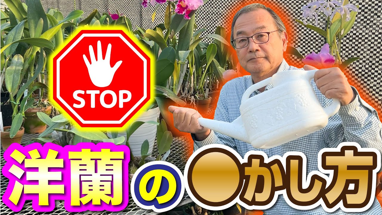 【洋蘭】この時期必須！◯かし方がとても重要！！花芽が出やすくなるための重要な内容です。開花させるために1月間は水を切る！？植え替え後も◯はNG。[orchid]@seedpot368