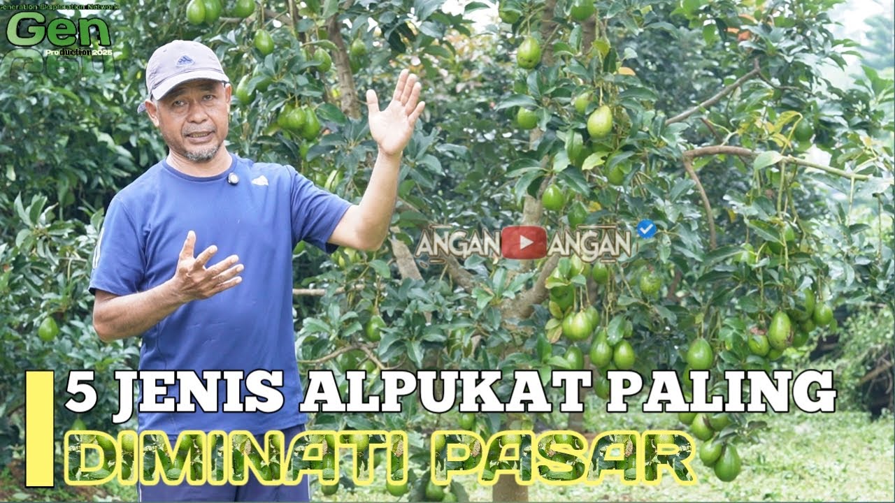 5 JENIS ALPUKAT PALING DIMINATI PASAR