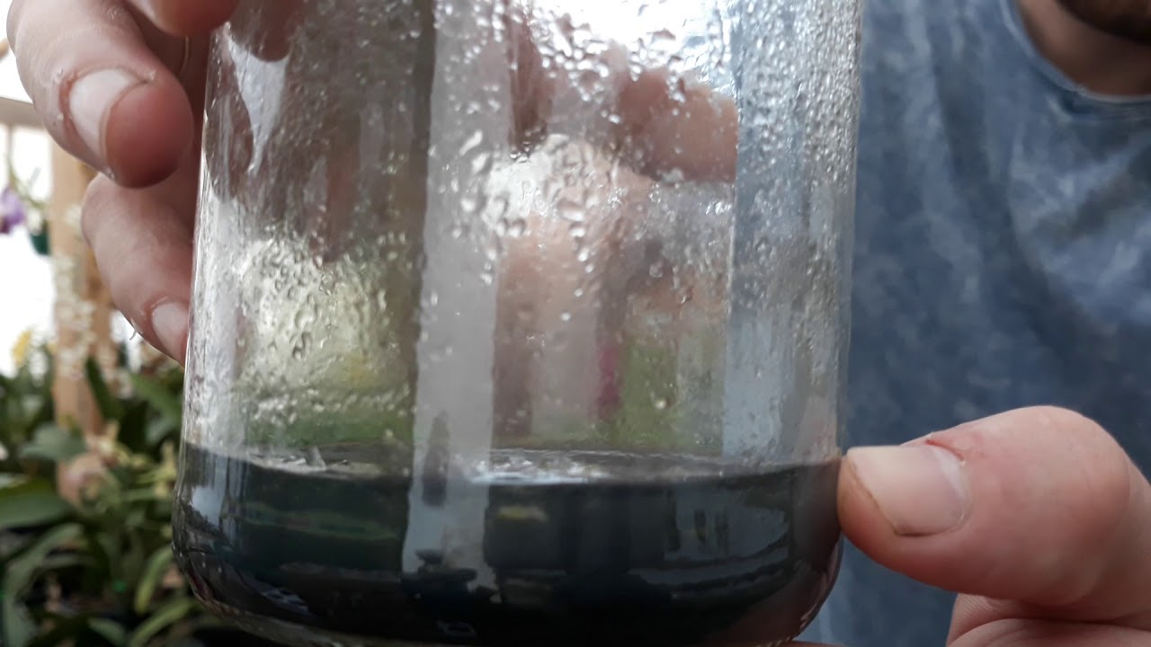 Germinação In Vitro De Orquídeas