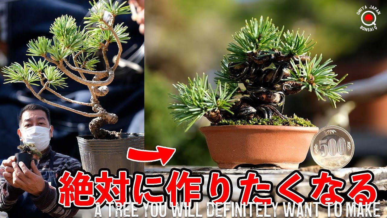【五葉松】驚愕⁉間延びした木を畳んで超ミニ盆栽の模様木を作るSP【盆栽Q】
