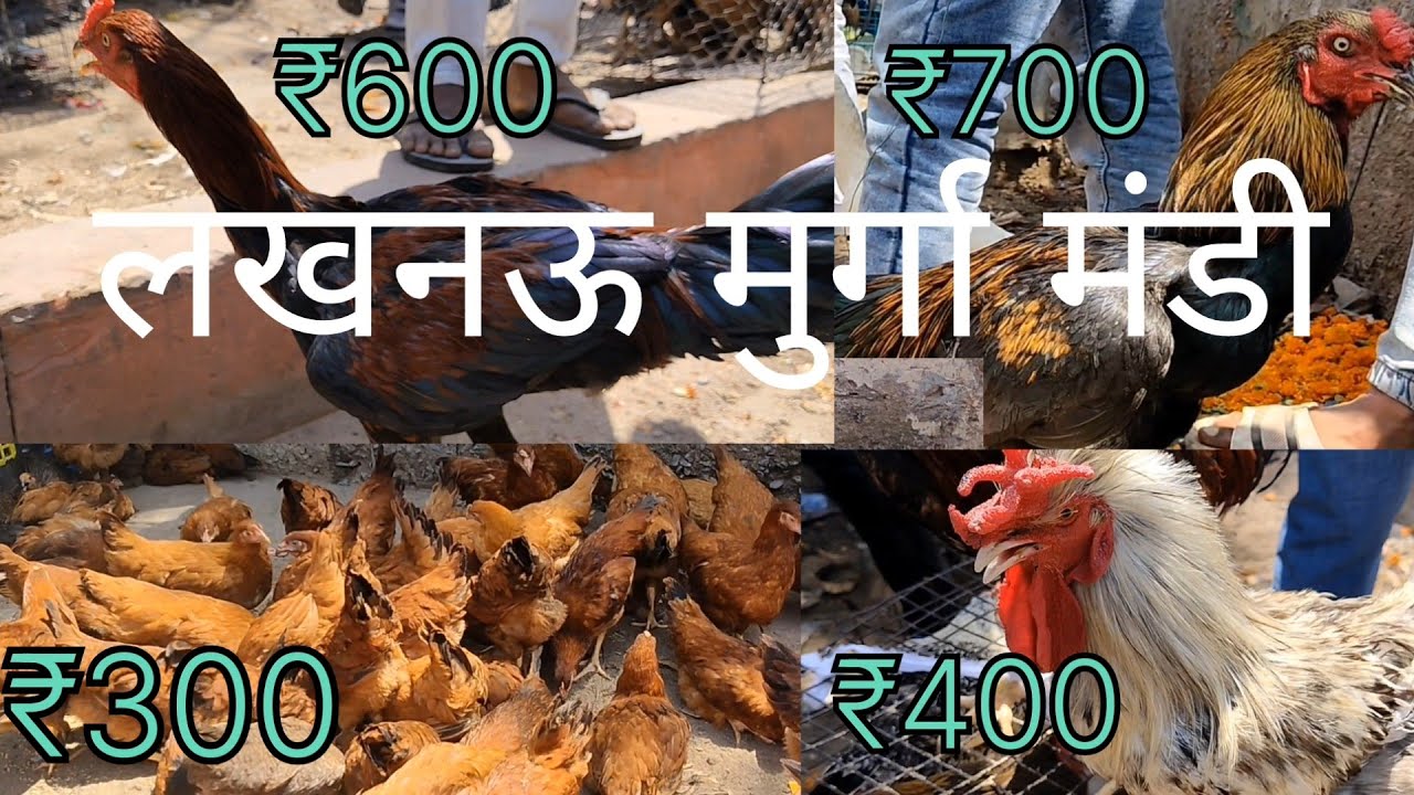 Lucknow murga mandi sabse sasti pets and animals Market ..