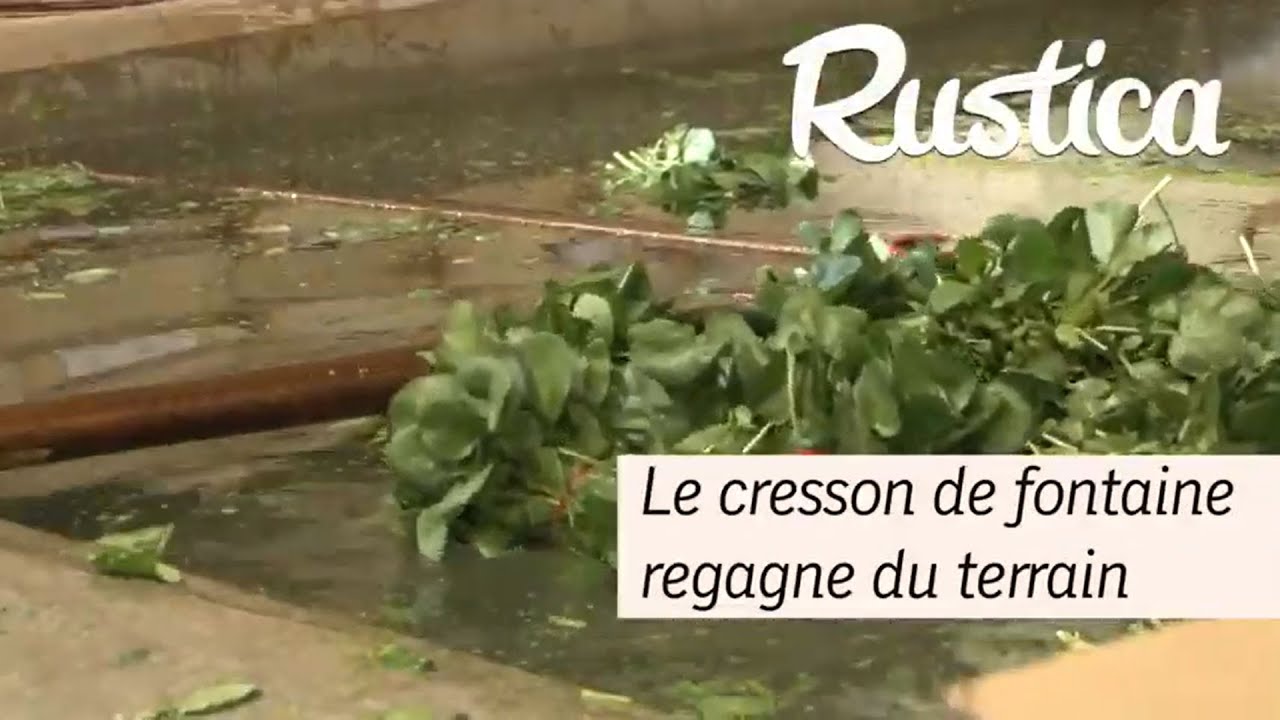 Le cresson d'eau ou cresson de fontaine