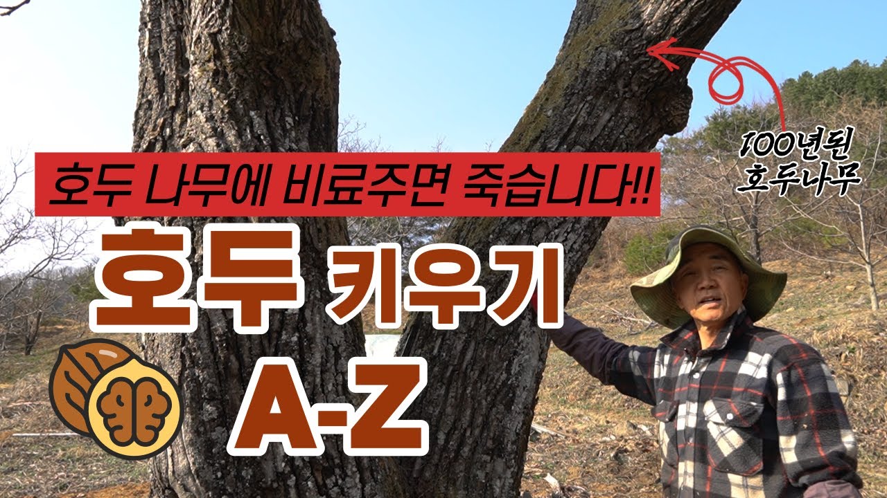 4만평 유기농호두 농부가 알려주는 고소득 작물 호두 심는법 feat.100년된 호두나무(호두에 인생을 건 남자)