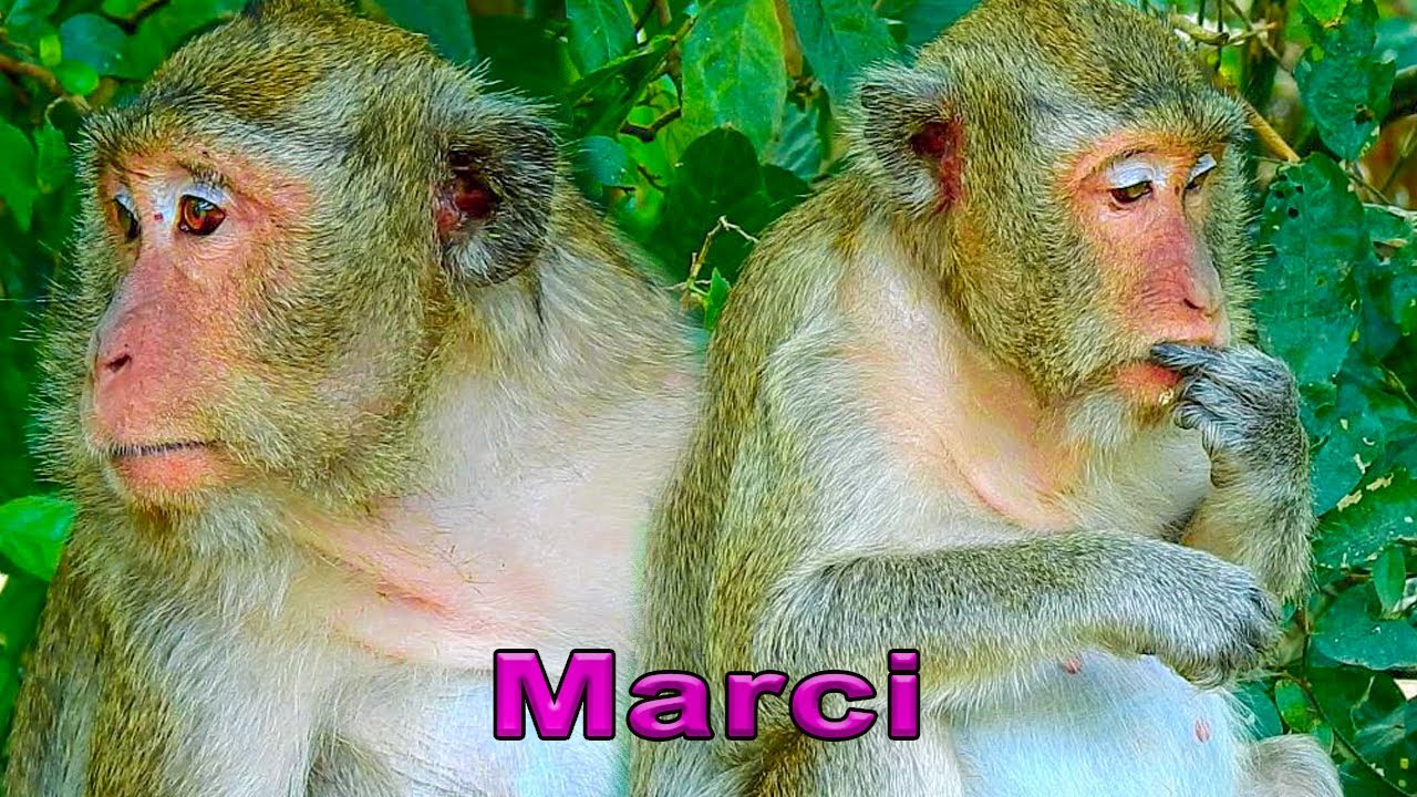 @AnimalsEarthVegas LIFE STYLE OF MONKEY MARCI AFTER MAMO LEAVE HER.