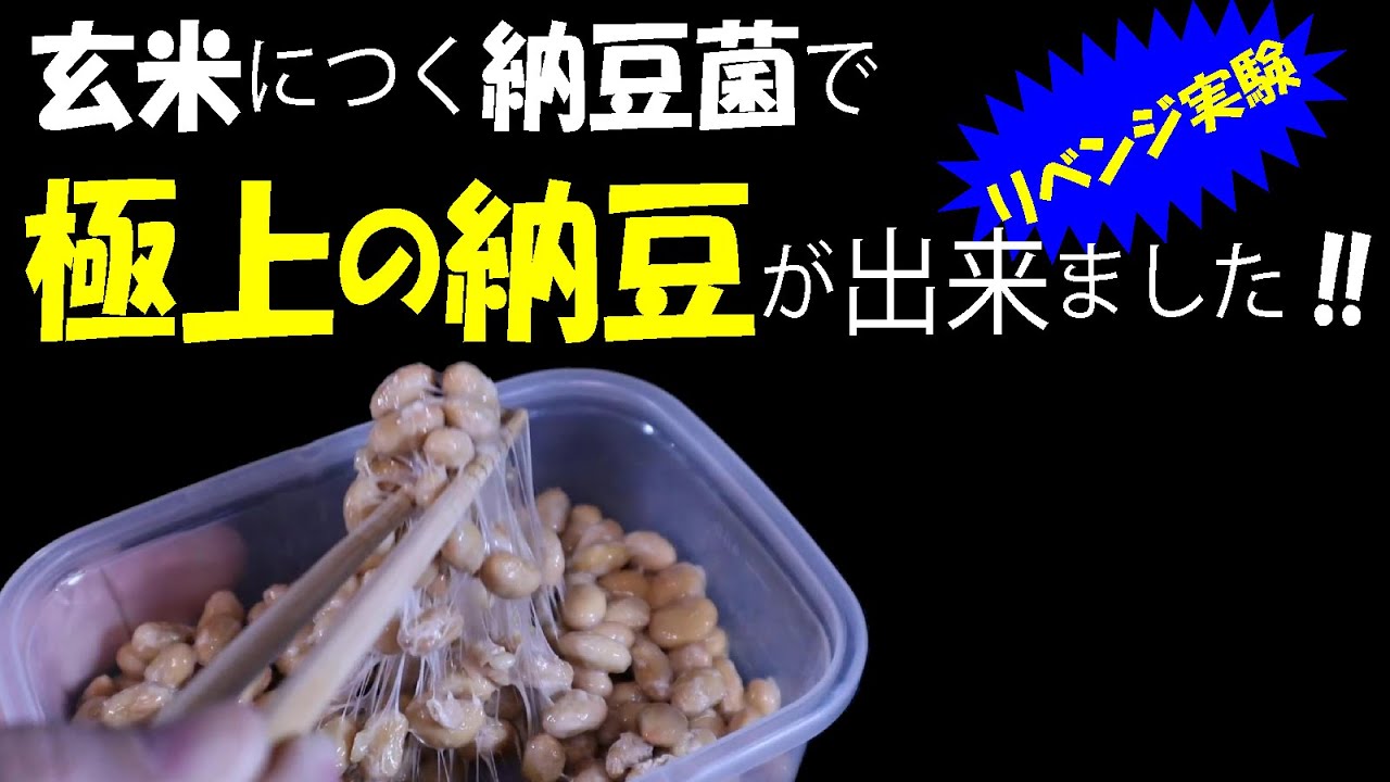 【リベンジ実験】玄米につく納豆菌で「極上の納豆」が出来ました‼【発酵食品】