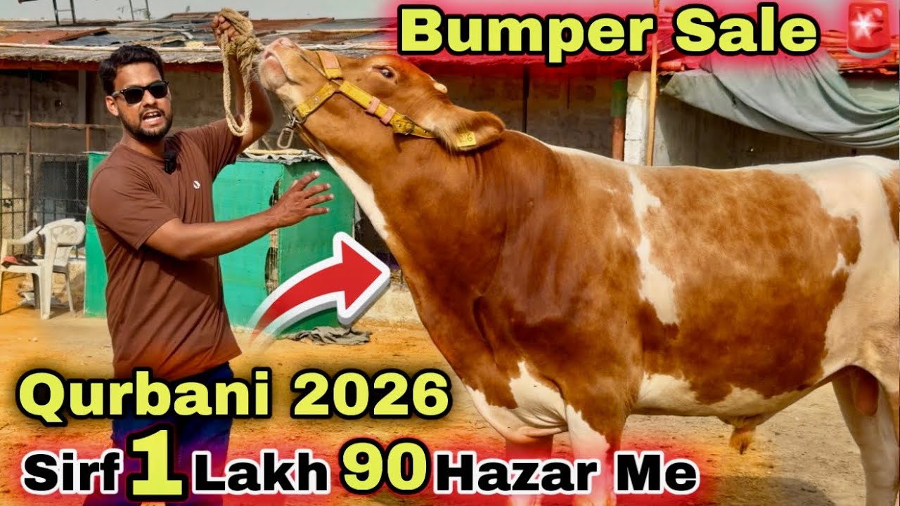 Karachi Ki Sasti Cow Mandi 2026 | Tayab Bhai Qurbani Ka Sasta Janwer  Le Aya 😍 | Cow Mandi 