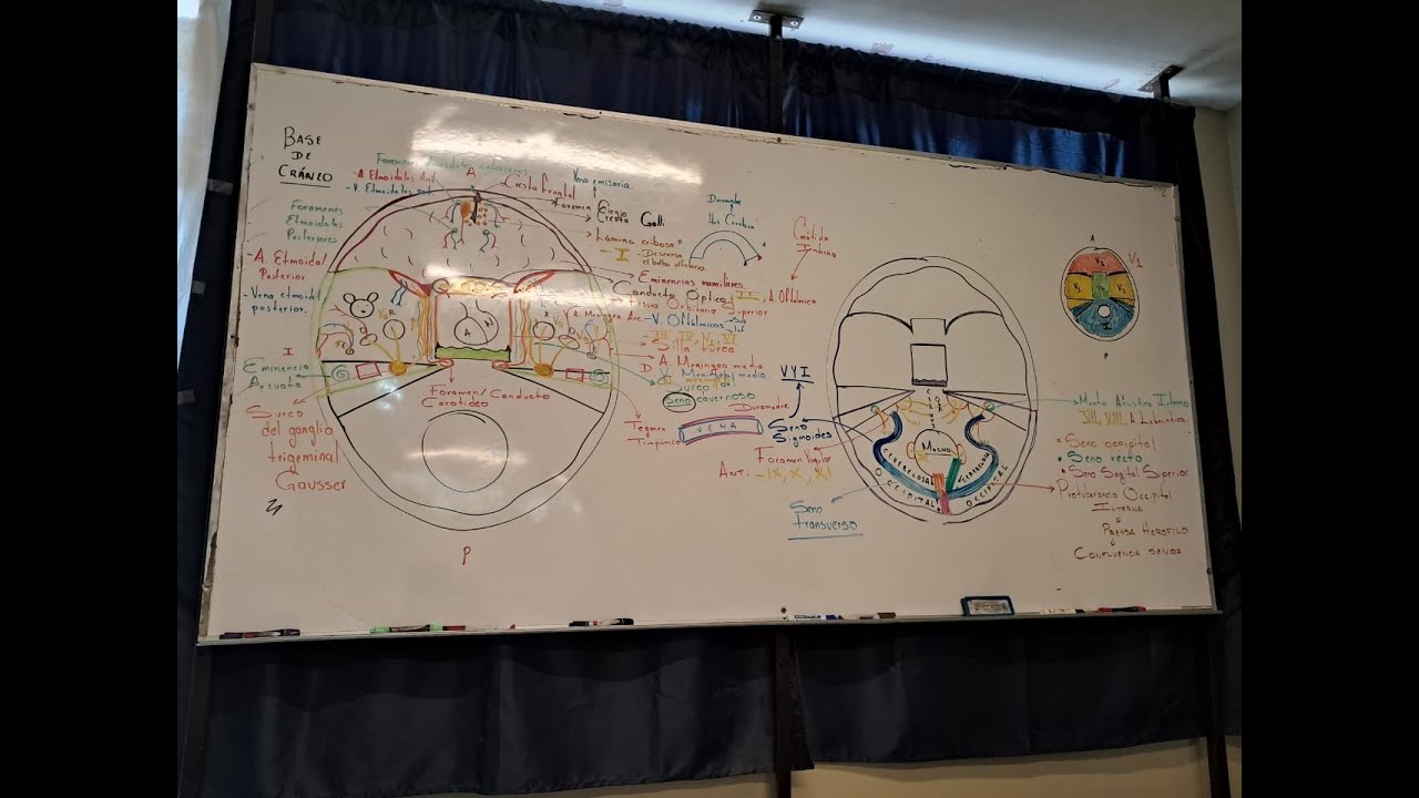 Base de cráneo 2025 - En vivo y a pizarrón