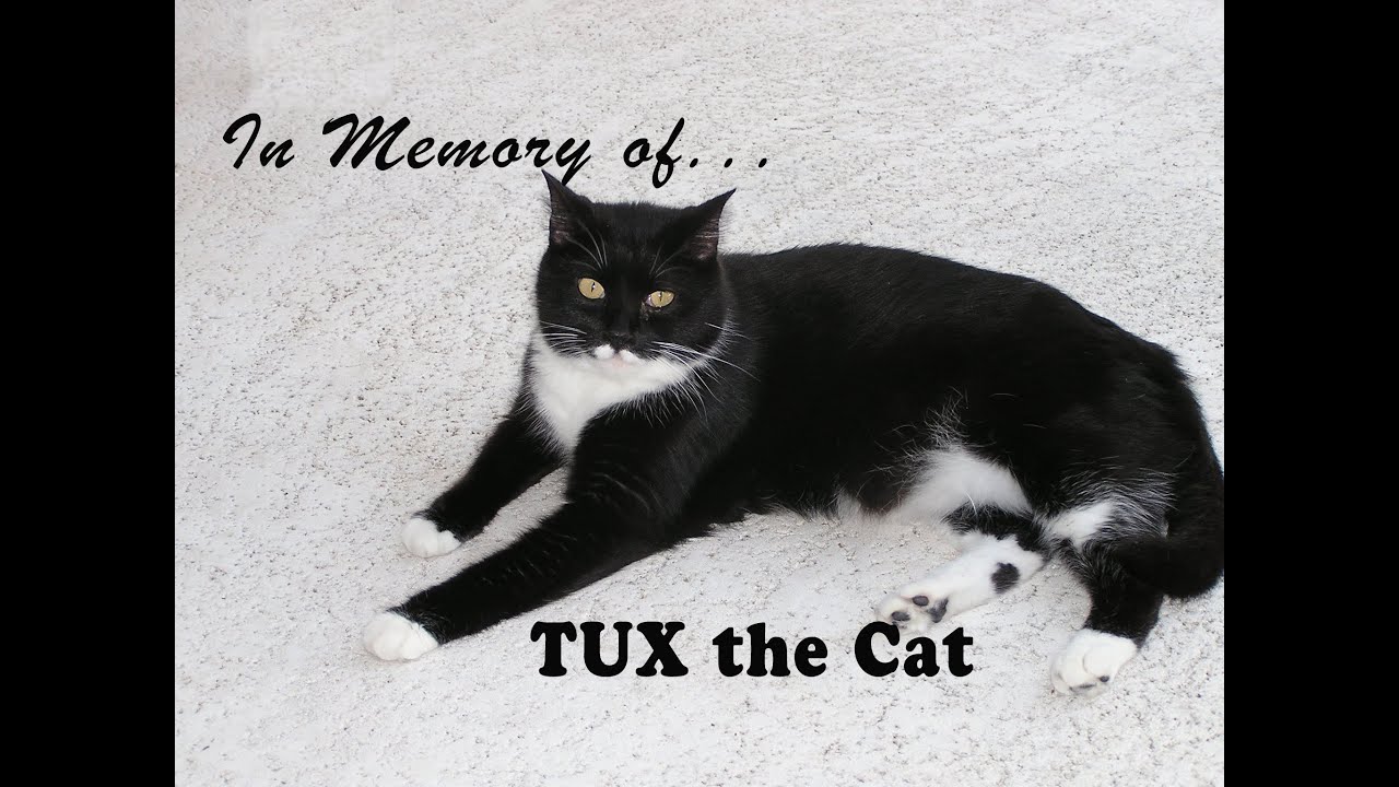 In Memory of Tux the Cat...