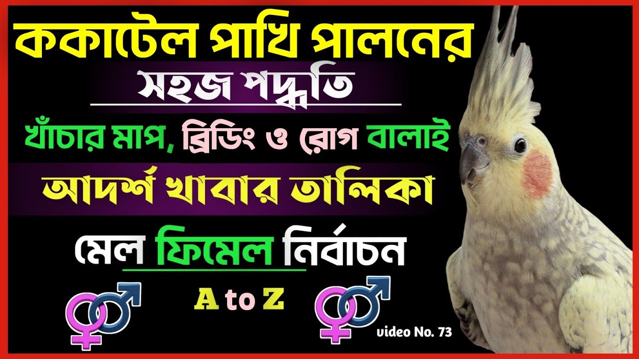 ককাটেল পাখির সম্পুর্ন পরিচর্যা ও পালনের সহজ কাপদ্ধতি | আদর্শ খাবার তালিকা | মেল ফিমেল নির্বাচন