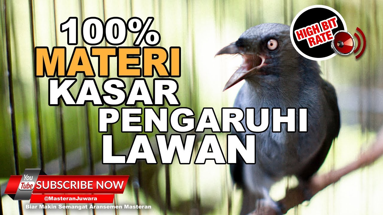 🔴 Masteran Burung JUARA❗️Srigunting Abu Abu Gacor Full Materi Tembakan Kasar Pengaruhi Mental Lawan
