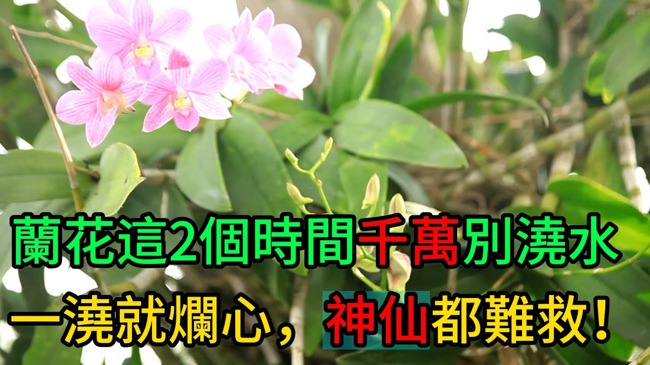 【養花】警告！蘭花“這2個時間”千萬別澆水，一澆就爛心，神仙都難救！