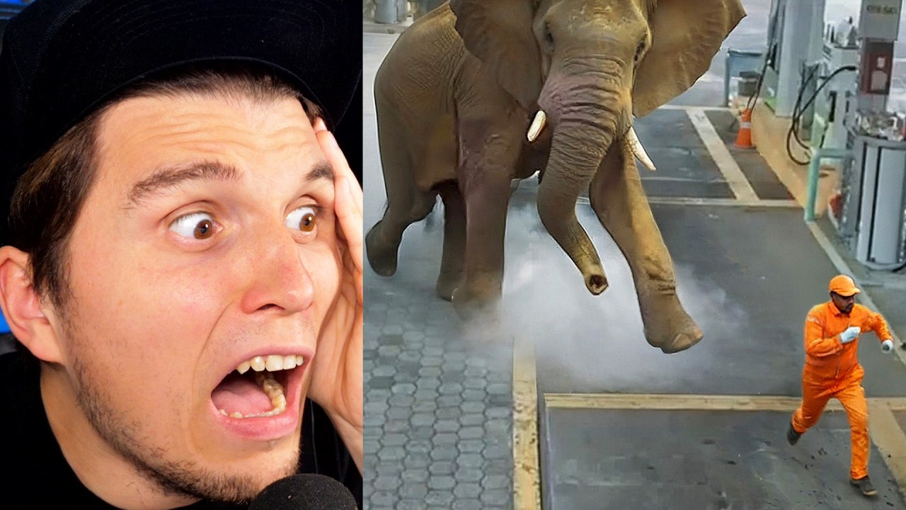Paluten REAGIERT auf Wenn Tiere durchdrehen und dabei gefilmt werden