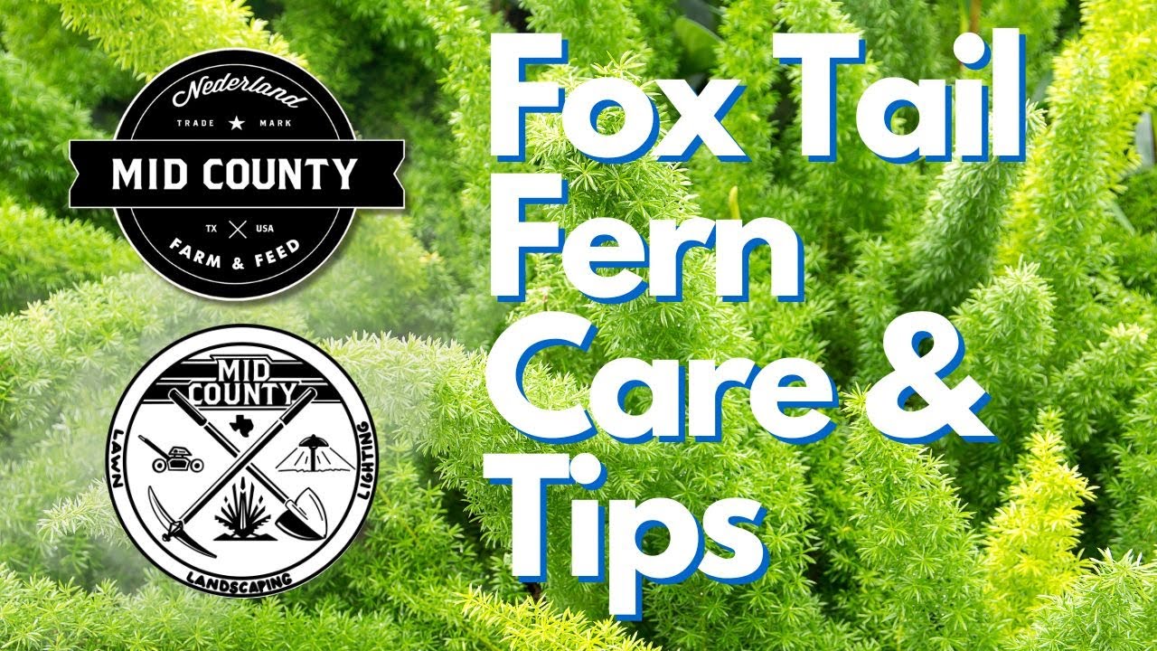 Foxtail Fern Care & Tips
