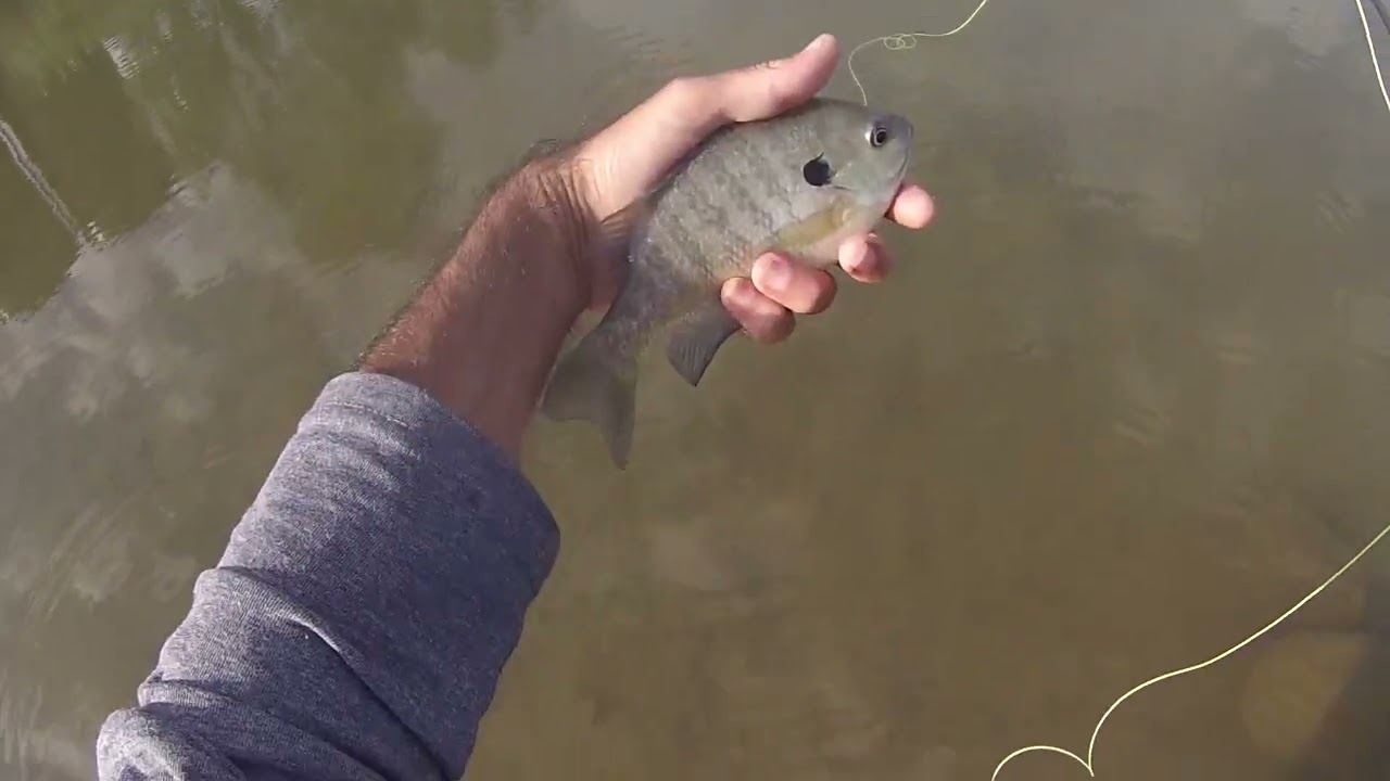 Modified Chartreuse Wooly Bugger (Worcester Dam)
