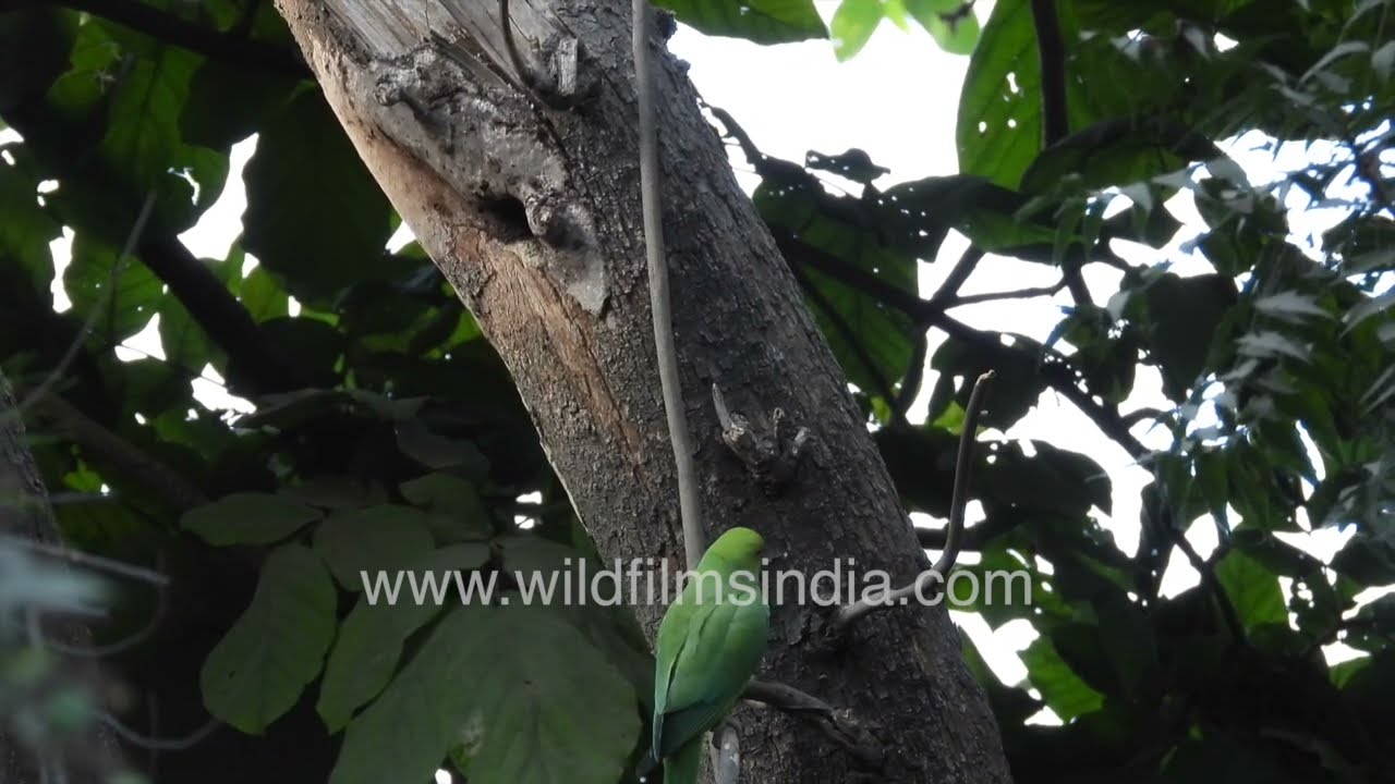 Rose-Ringed Parakeet Defending Tree Hollow from Squirrel | Amazing Bird Behavior in New Delhi