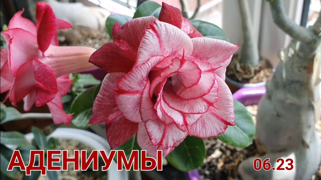 Цветущие Адениумы  июнь 2023  Олеандры в парке