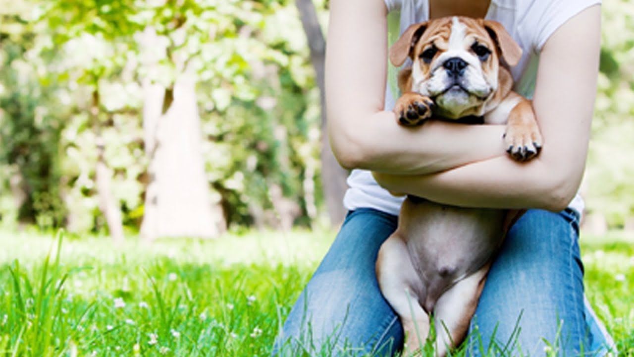 Adopting a Dog from a Shelter: Puppy Rescue Myths and Facts