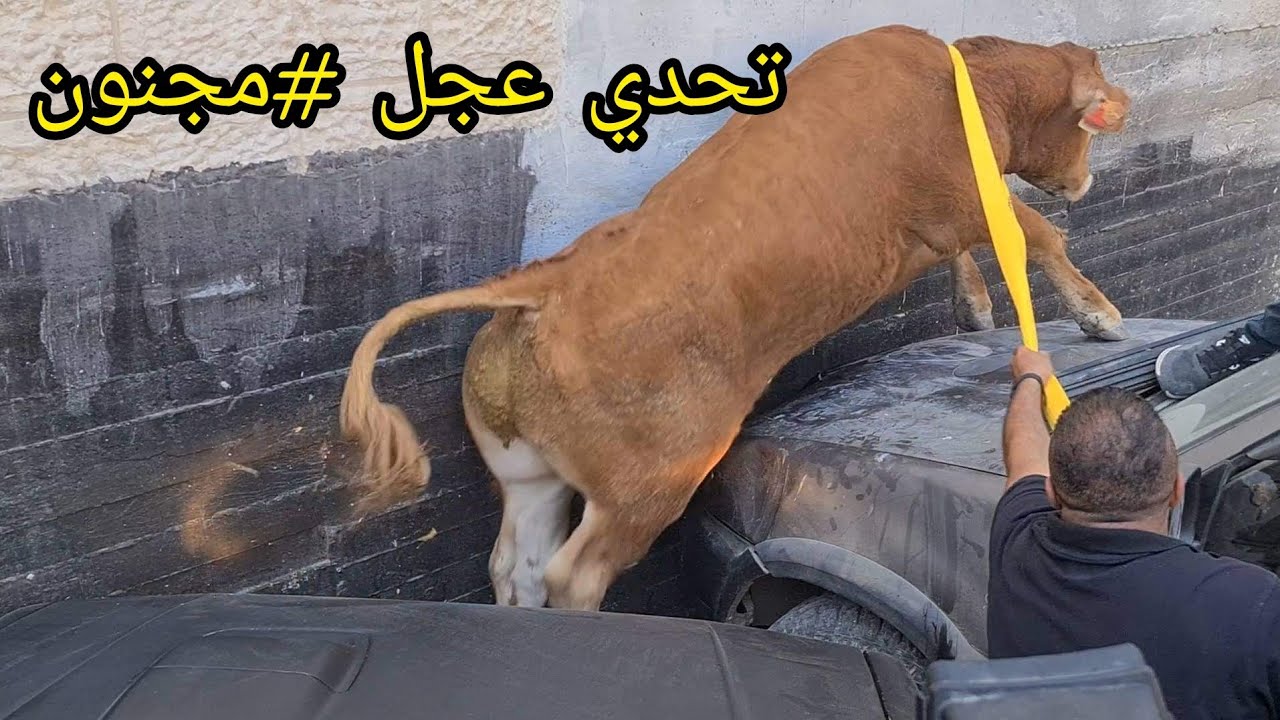 هروب عجل واكبر تحدي امساكه دون اذى واصابة 4 اشخاص بجراح لم يكن العجل  سهل مع جمال العمواسي
